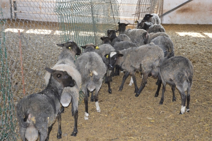 Ukrayna’dan Getirdiği Koyunlar Yılda 8 Yavru Veriyor