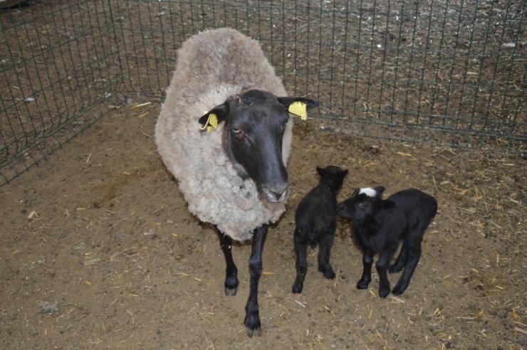 Ukrayna’dan Getirdiği Koyunlar Yılda 8 Yavru Veriyor