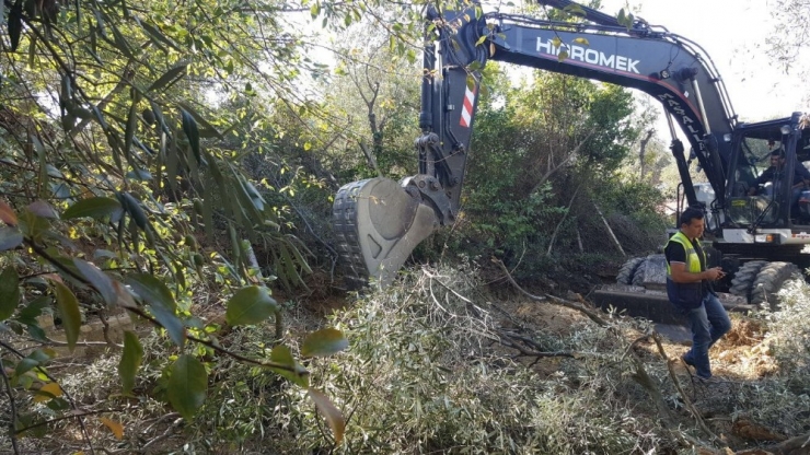 Yaya Yolu Yapılacak Diye 50’ye Yakın Ağaç Kesildi İddiası