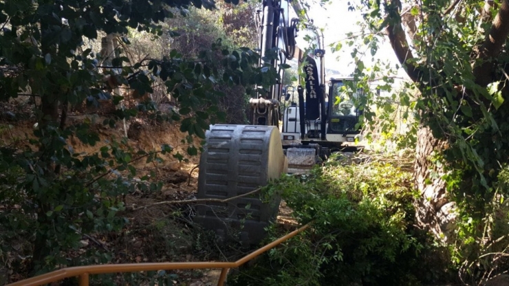 Yaya Yolu Yapılacak Diye 50’ye Yakın Ağaç Kesildi İddiası