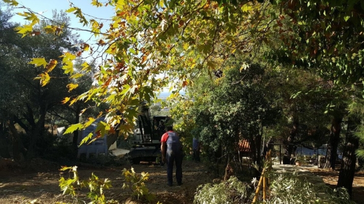 Yaya Yolu Yapılacak Diye 50’ye Yakın Ağaç Kesildi İddiası