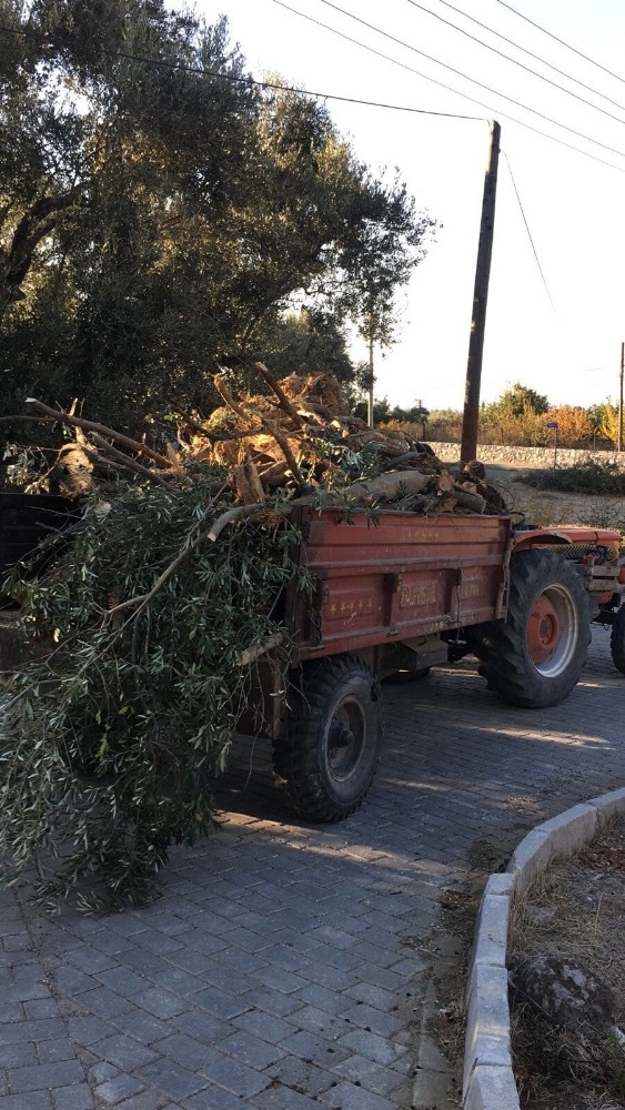 Yaya Yolu Yapılacak Diye 50’ye Yakın Ağaç Kesildi İddiası