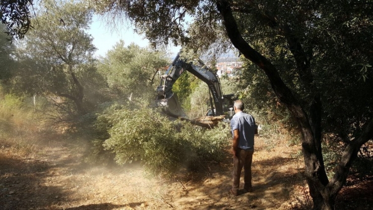 Yaya Yolu Yapılacak Diye 50’ye Yakın Ağaç Kesildi İddiası