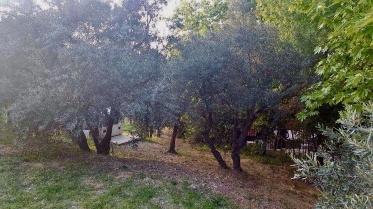 Yaya Yolu Yapılacak Diye 50’ye Yakın Ağaç Kesildi İddiası