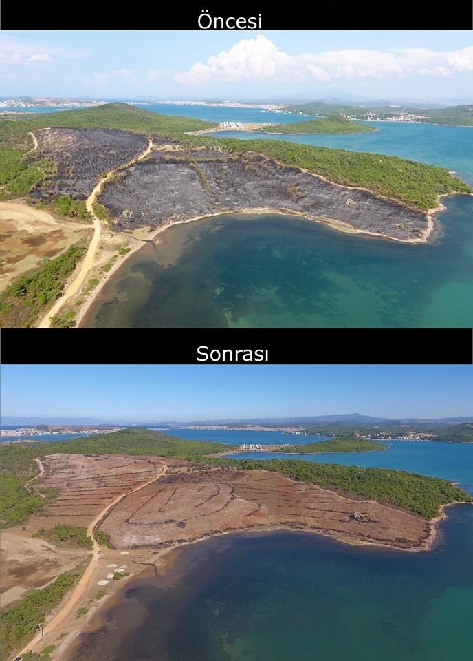 Ayvalık Yangınının İzleri Siliniyor