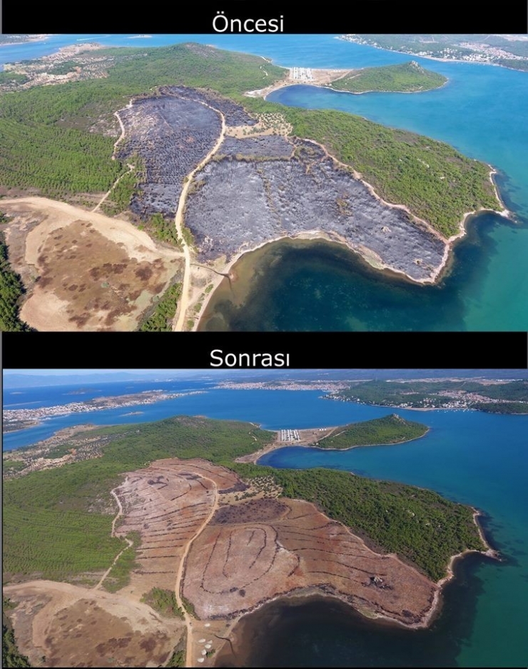 Ayvalık Yangınının İzleri Siliniyor