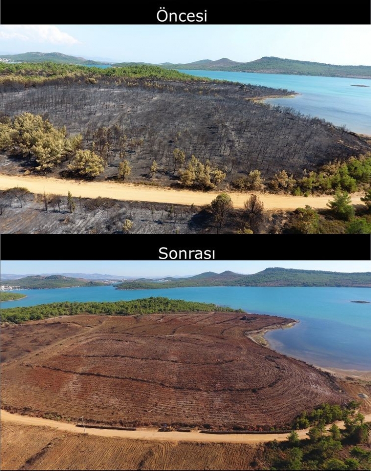 Ayvalık Yangınının İzleri Siliniyor