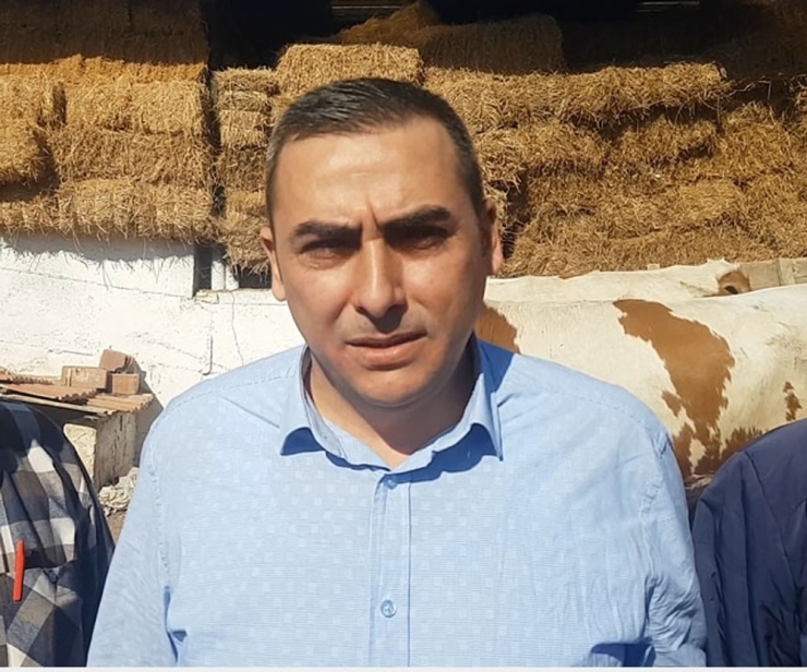 Kula’da İthal Gebe Düveler Üreticilere Teslim Edildi