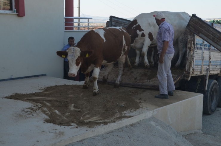 Kula’da İthal Gebe Düveler Üreticilere Teslim Edildi