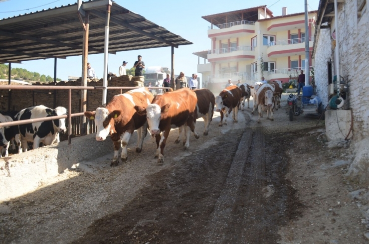 Kula’da İthal Gebe Düveler Üreticilere Teslim Edildi