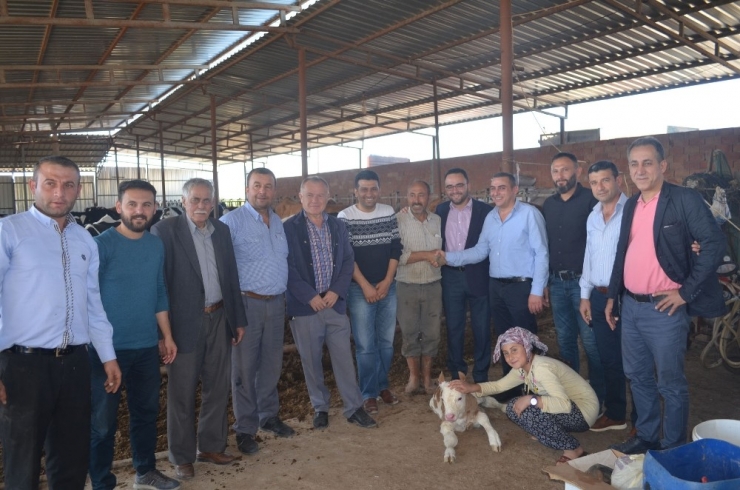 Kula’da İthal Gebe Düveler Üreticilere Teslim Edildi