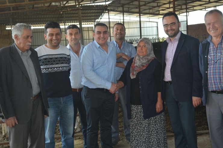 Kula’da İthal Gebe Düveler Üreticilere Teslim Edildi