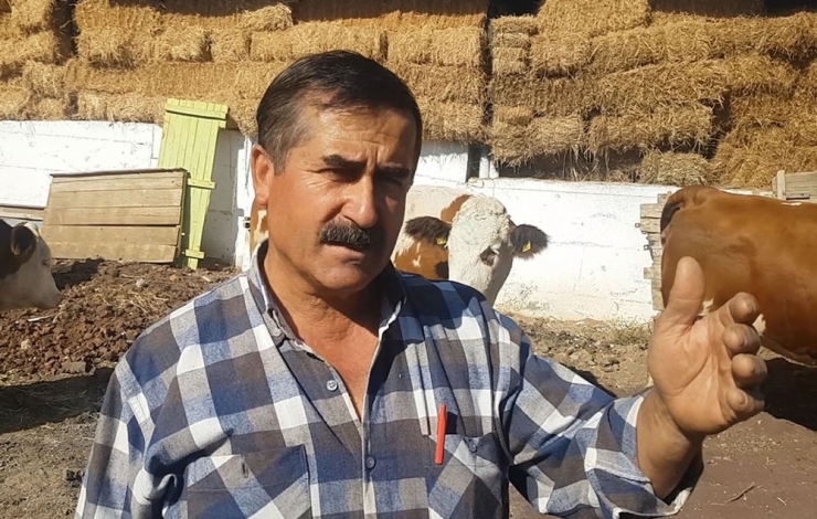 Kula’da İthal Gebe Düveler Üreticilere Teslim Edildi