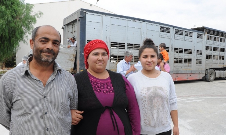 Genç Çiftçilere Büyükbaş Hayvan Dağıtıldı