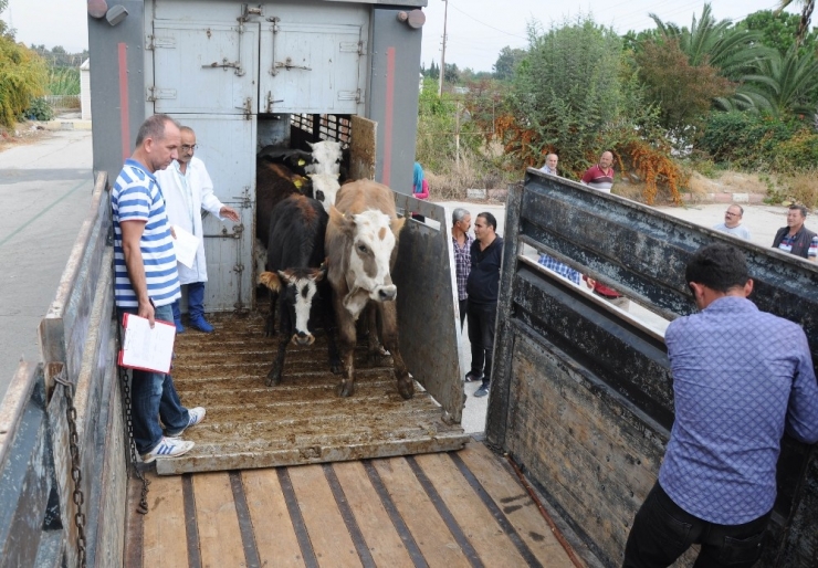 Genç Çiftçilere Büyükbaş Hayvan Dağıtıldı