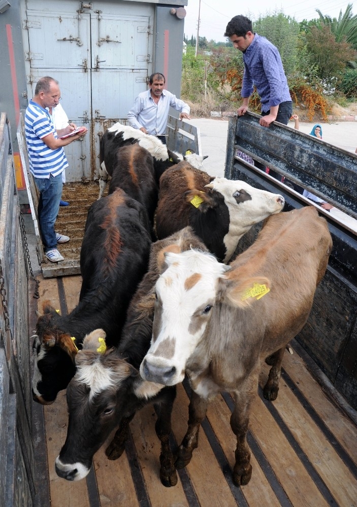 Genç Çiftçilere Büyükbaş Hayvan Dağıtıldı
