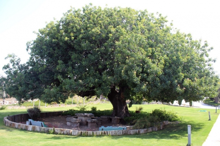 Anıt Ağaçların Envanteri Çıkarılıyor