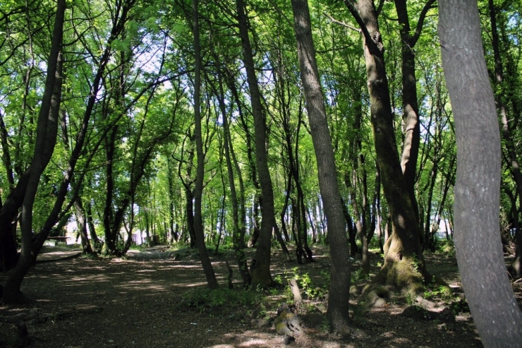 Anıt Ağaçların Envanteri Çıkarılıyor