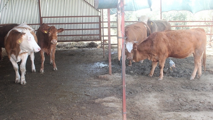 Osmaniye’de 159 Genç Çiftçi Hibe Desteğinden Yararlandı