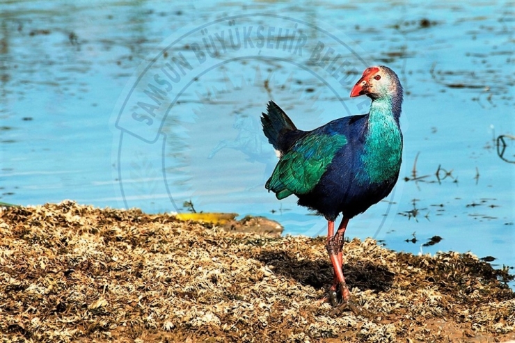 Kuş Cenneti’nden Objektiflere Yansıyanlar