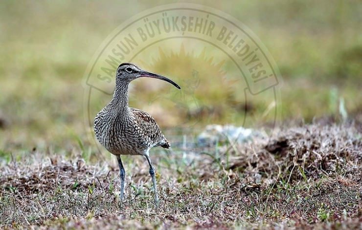 Kuş Cenneti’nden Objektiflere Yansıyanlar