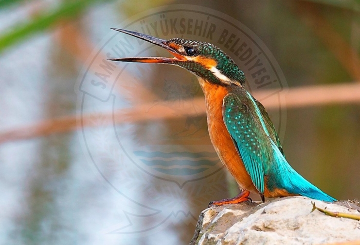 Kuş Cenneti’nden Objektiflere Yansıyanlar