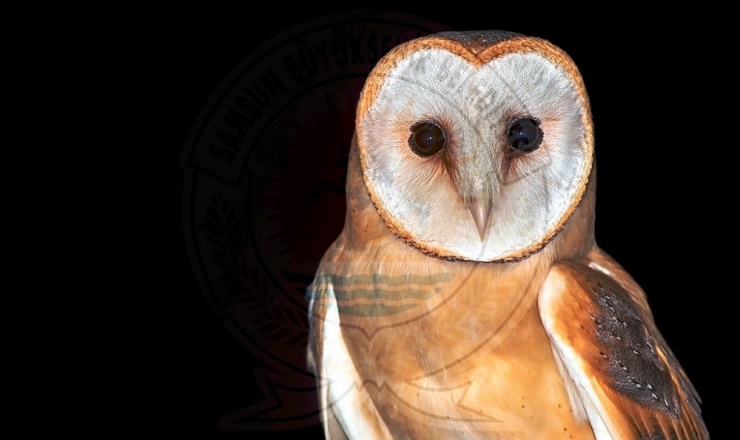 Kuş Cenneti’nden Objektiflere Yansıyanlar