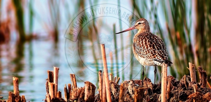 Kuş Cenneti’nden Objektiflere Yansıyanlar