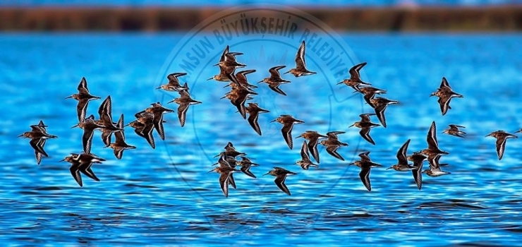 Kuş Cenneti’nden Objektiflere Yansıyanlar