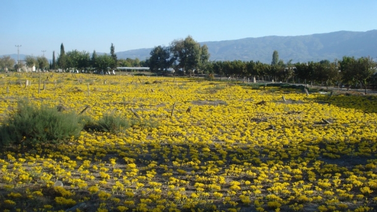 200 Yıllık Mezarlık Her Yıl Sarıya Bürünüyor