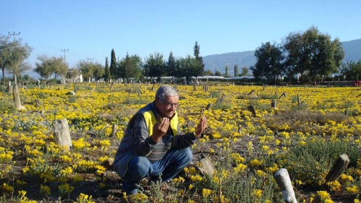 200 Yıllık Mezarlık Her Yıl Sarıya Bürünüyor