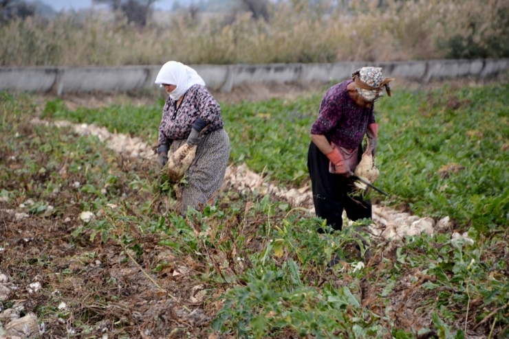 Karacabey’de Şeker Pancarı Hasadı Devam Ediyor