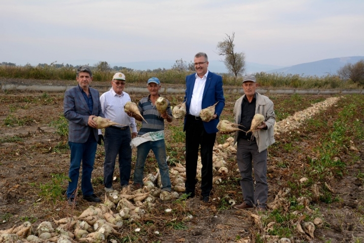 Karacabey’de Şeker Pancarı Hasadı Devam Ediyor