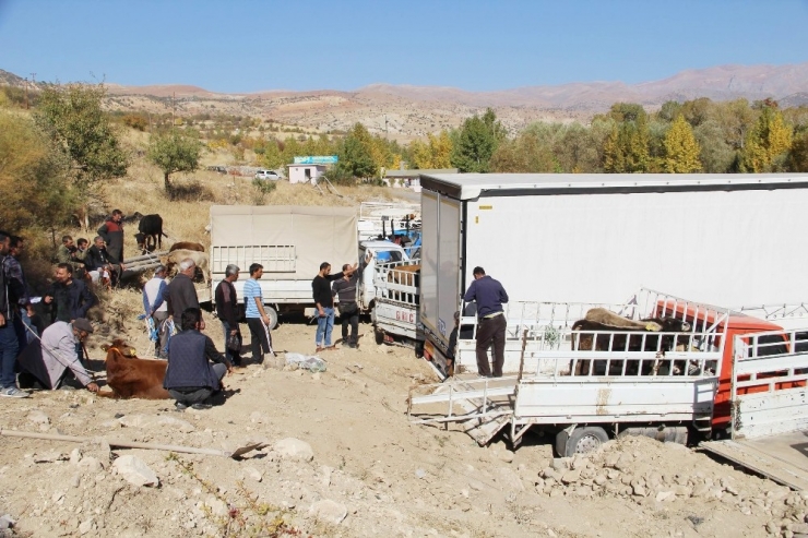 Genç Çiftçilere Damızlık Düve Desteği