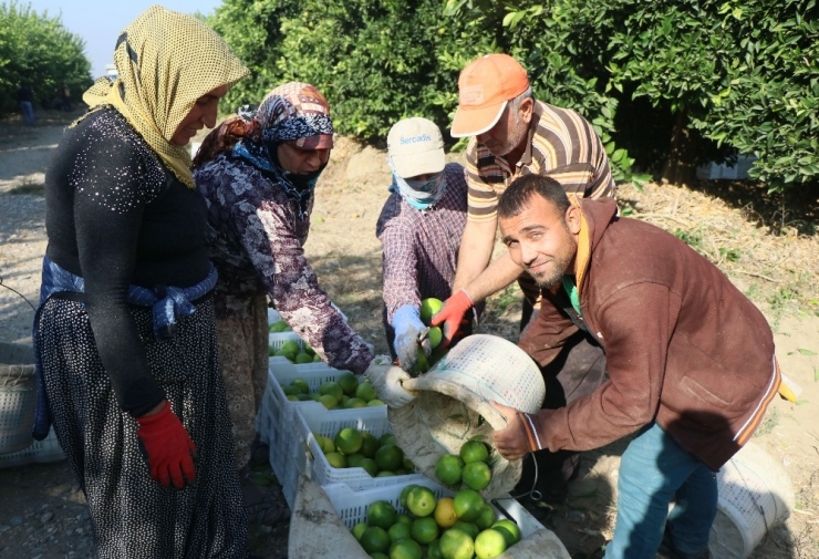 Adana’da Portakal Hasadı Başladı