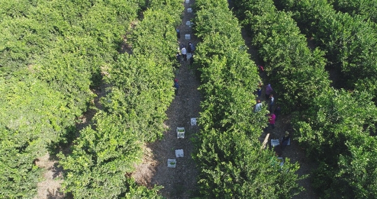 Adana’da Portakal Hasadı Başladı