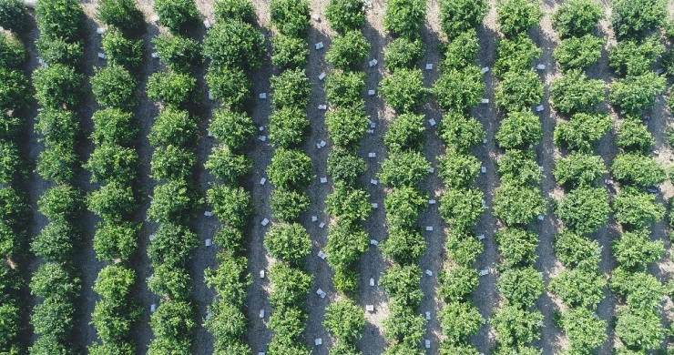 Adana’da Portakal Hasadı Başladı