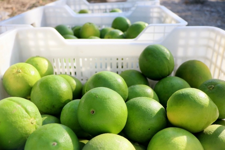 Adana’da Portakal Hasadı Başladı