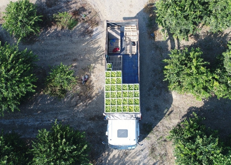 Adana’da Portakal Hasadı Başladı