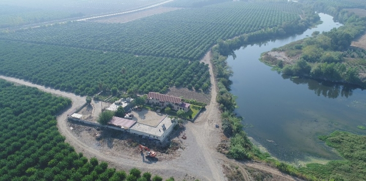 Adana’da Portakal Hasadı Başladı