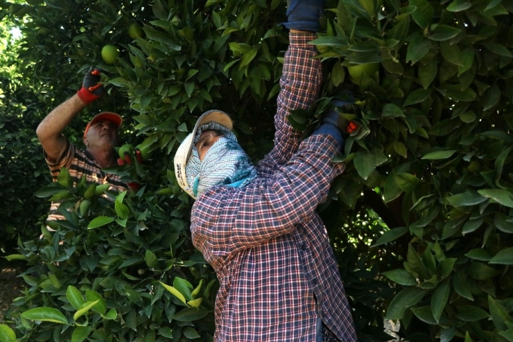 Adana’da Portakal Hasadı Başladı