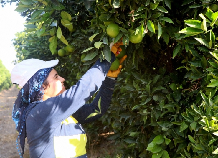 Adana’da Portakal Hasadı Başladı