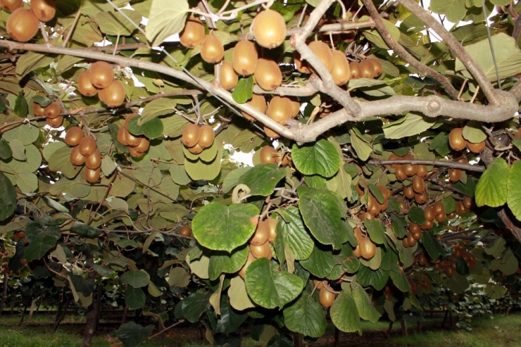 Kivi Üretiminde Rekor Bekleniyor