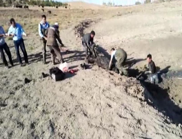 Bataklığa Saplanan İneği İtfaiye Kurtardı