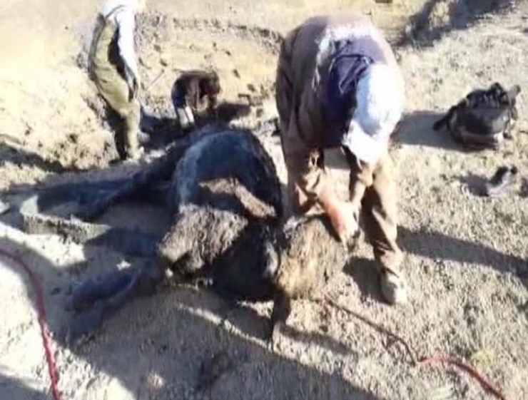 Bataklığa Saplanan İneği İtfaiye Kurtardı