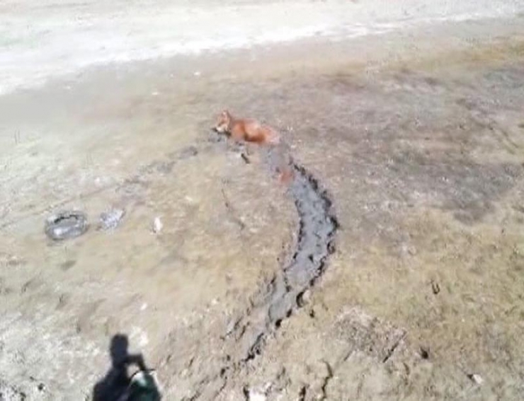 Bataklığa Saplanan İneği İtfaiye Kurtardı