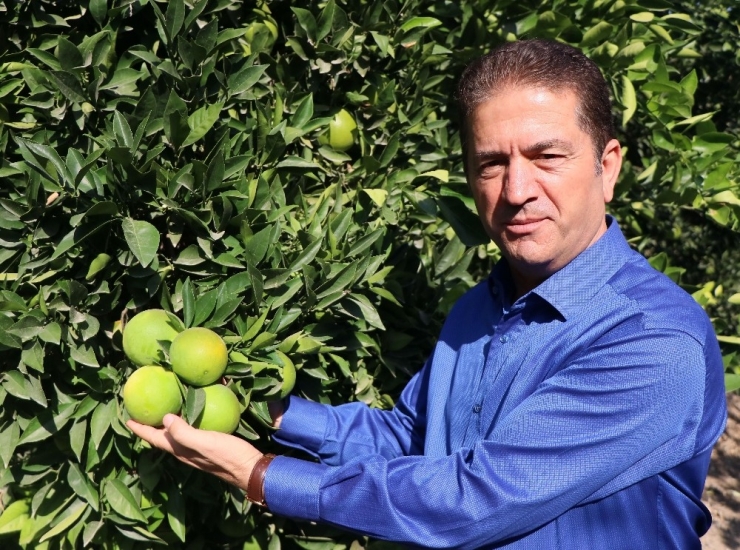 Adana’da Portakal Hasadı Başladı