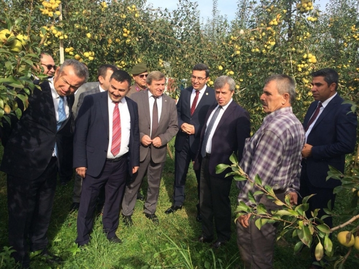 Çaycuma’da Deveci Armudu Hasadı Yaptılar