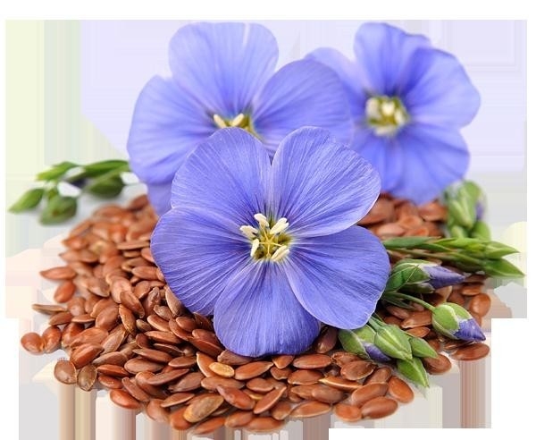 Doymamış Yağ Asitlerinin Bitkisel Kaynağı, Keten