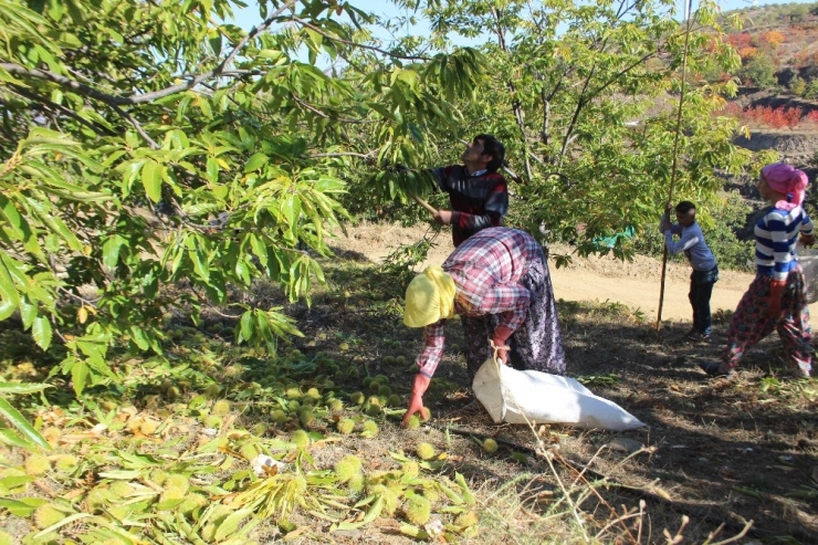 Aydın Dağlarında Kestane Bereketi